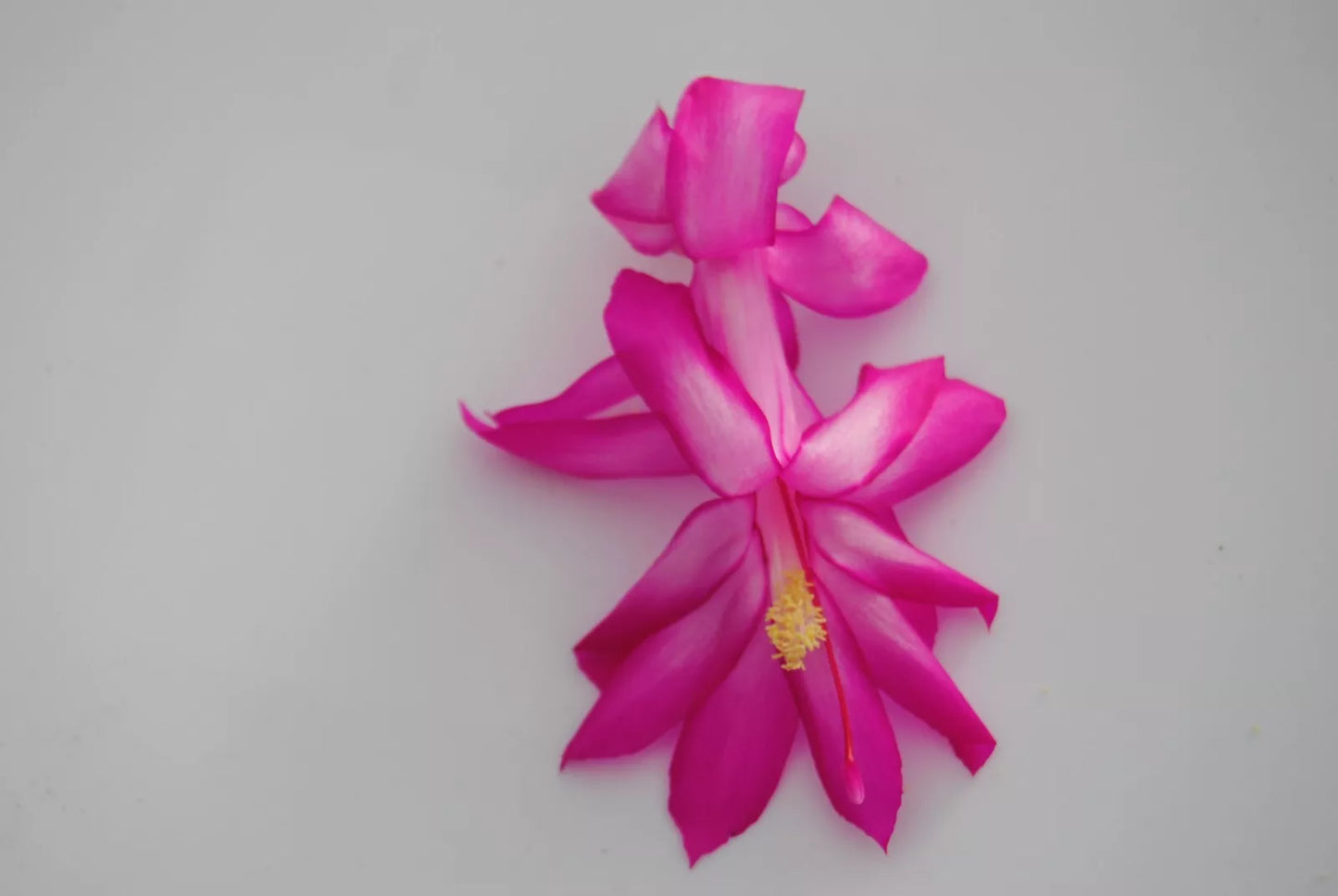 Christmas Cactus Starter Plant - Salsa Dancer, Schlumbergera Truncata, Well Rooted Small Plant for Home Decor