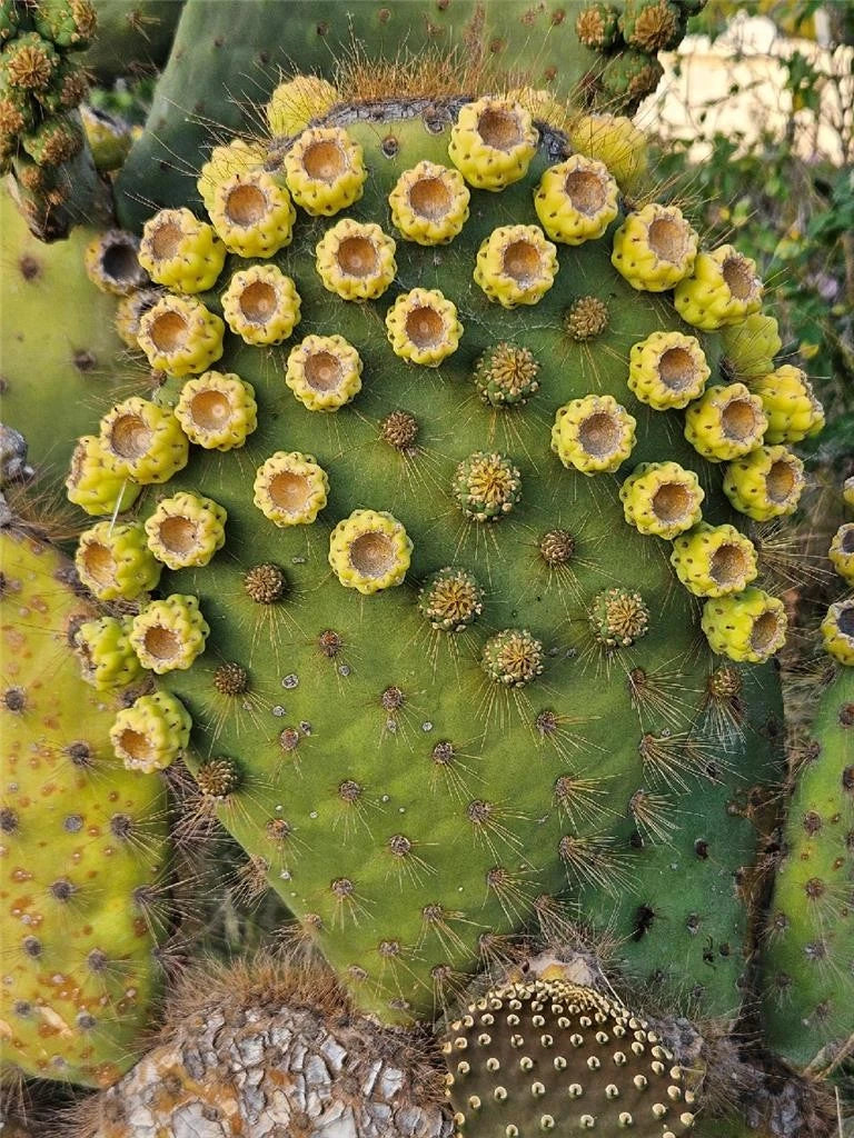 Opuntia Galapageia var. Profusa - Large Unrooted Cactus Pad with Fruit for Propagation