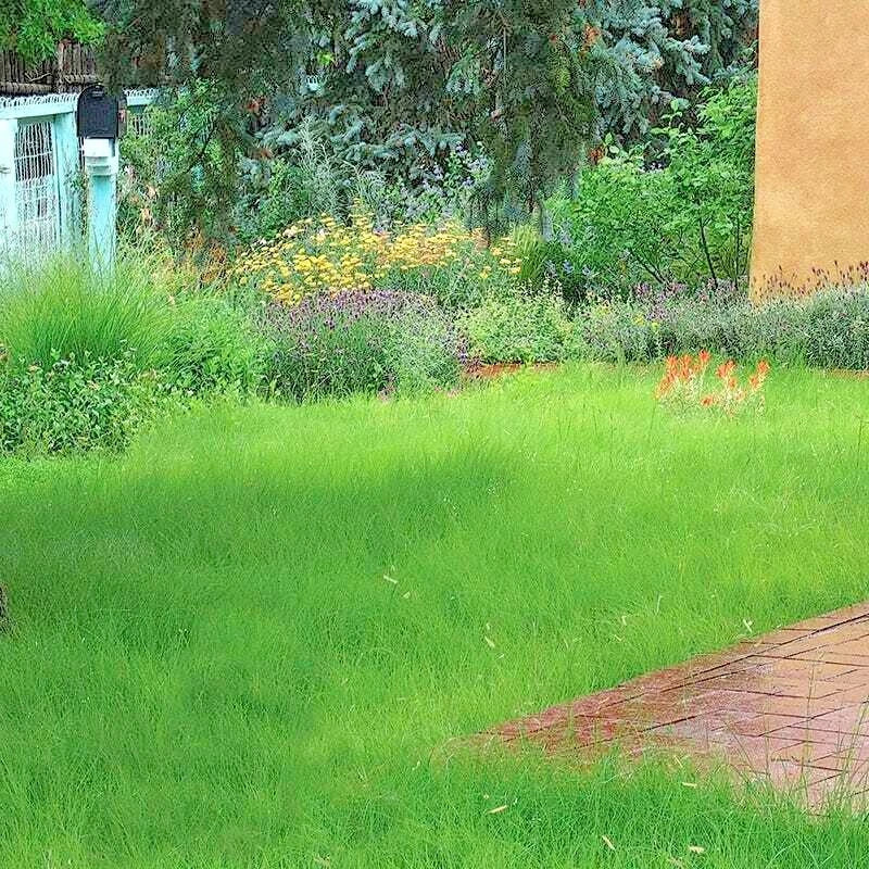 Blue Grama Grass Seeds - Native Prairie Perennial, Drought-Tolerant, Low Water, Bouteloua gracilis, for Natural Landscaping