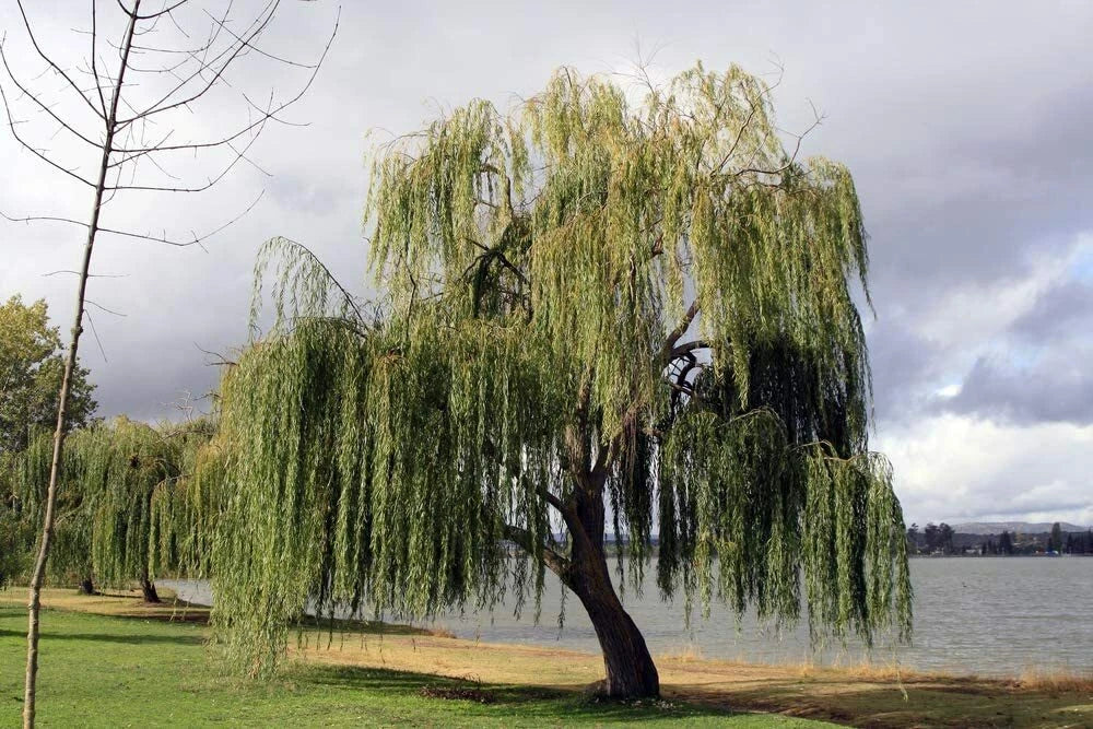 32 Thin Gold Weeping Willow Tree Cuttings for Planting - Salix babylonica 'Golden Willow'