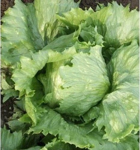Ithaca Lettuce Seeds - Organic Lactuca sativa for Home Gardening, Salad Greens, Non-GMO, 200 Seeds