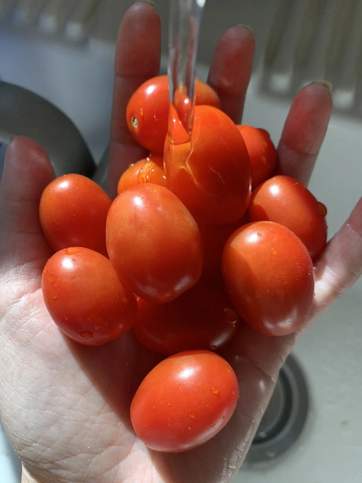 Organic Grape Tomato Seeds - 100 Non-GMO Edible Vegetable Seeds for Home Garden