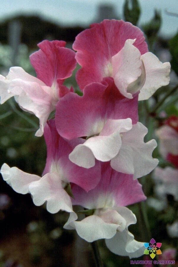 Route 66 Sweet Pea Seeds – 50+ Packets, Fragrant Climbing Vine, Lathyrus odoratus, Garden Planting, USA Made