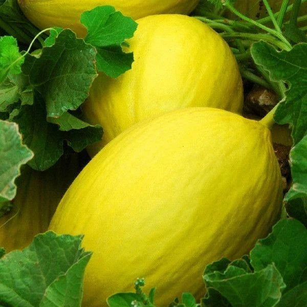 Canary Melon Seeds 25+ Heirloom Yellow Fruit Cucumis melo NON-GMO