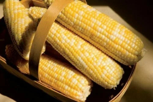 Sweet Corn Seeds - American Dream Variety, Non-GMO Zea Mays, Heirloom, Full Sun, Pack of 100 Seeds