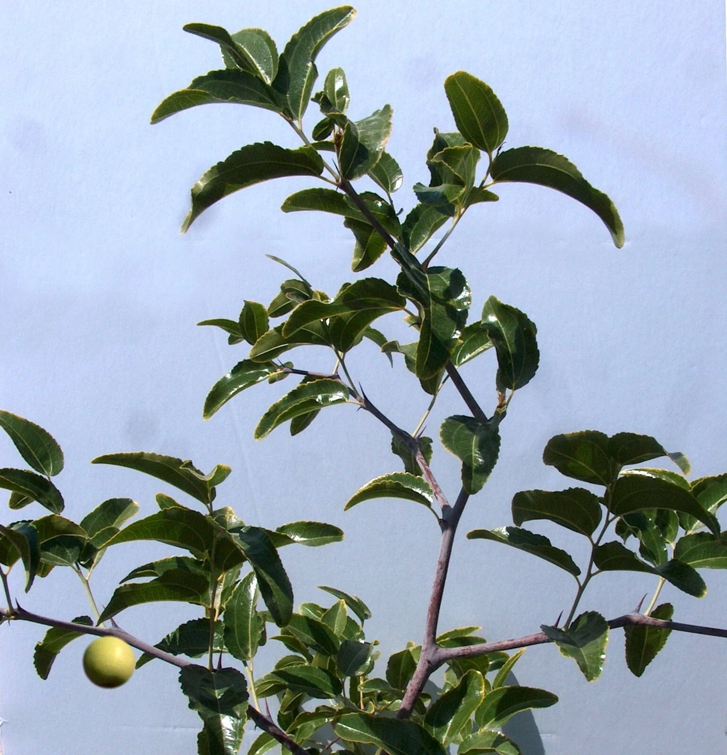 Sugar Cane Jujube Tree Cutting 8" Grafted Ziziphus jujuba for Home Garden and Orchard
