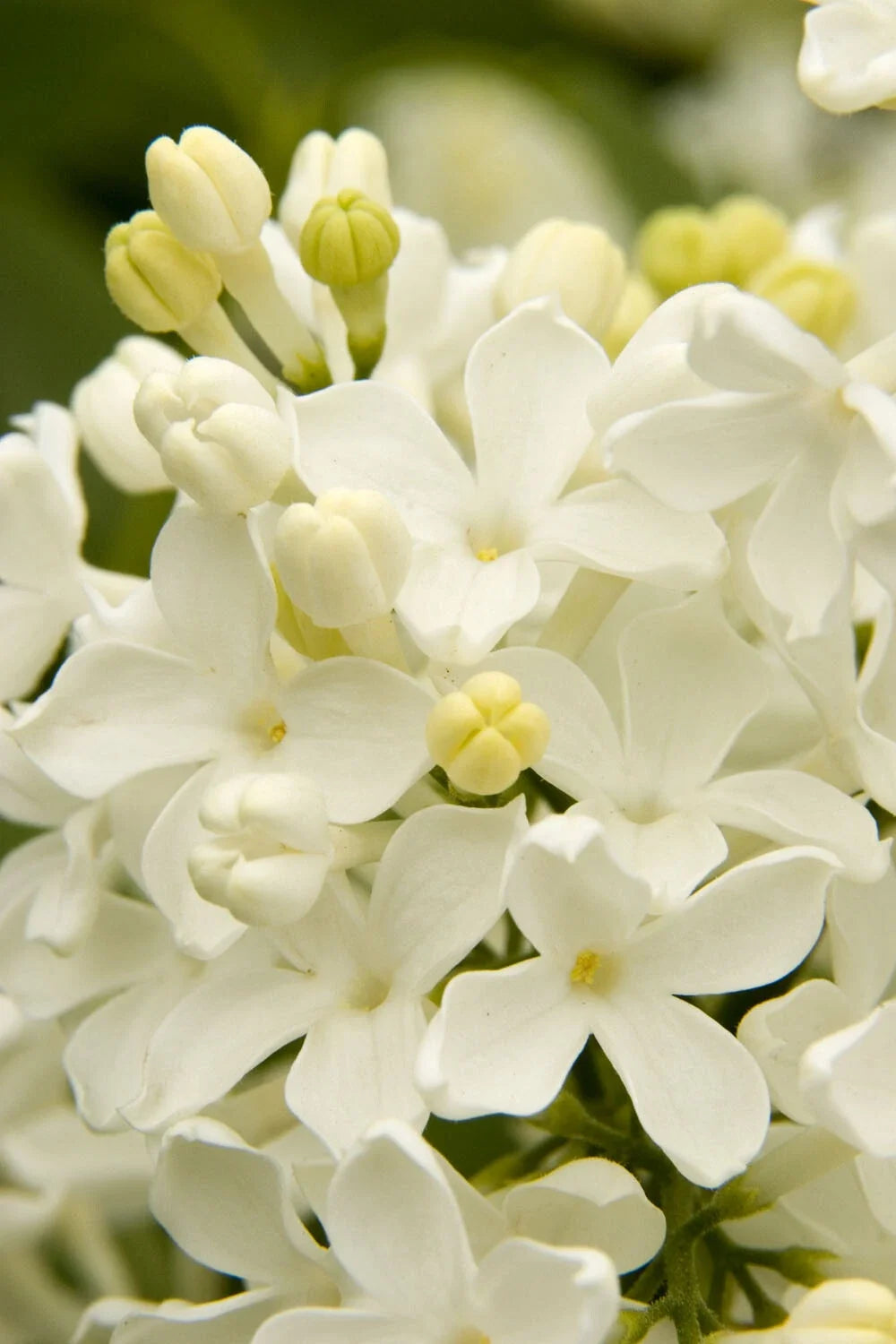 Angel White Lilac Seeds - Fragrant Hardy Perennial Flower Syringa vulgaris - 25 Seeds for Garden, Borders, Hedges