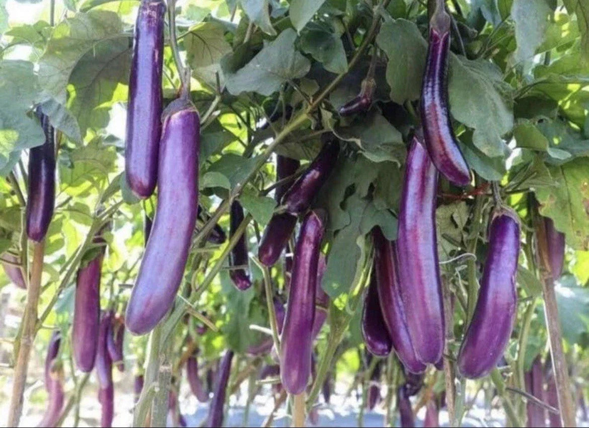 Asian Eggplant Seeds 30+ Pack Long Purple Aubergine Non-GMO Heirloom Solanum melongena