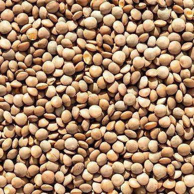 Brown Lentil Seeds – 100+ Count, Organic Daal Bean, Lens culinaris, for Home Gardening, Planting 2025