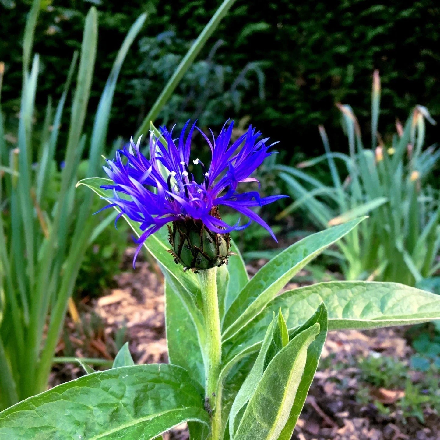 Mountain Blue Cornflower Seeds - 20 Perennial Centaurea montana Seeds - Cold Hardy