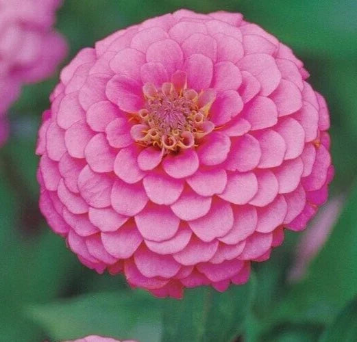 Pink Luminosa Zinnia Seeds – 200+ Annual Flower Seeds for Garden, Attracts Butterflies & Bees, Zinnia elegans