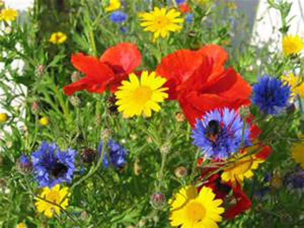 Wildflower Seed Mix 16 oz Colorful Border Garden Blend Native Non-GMO Pollinator-Friendly