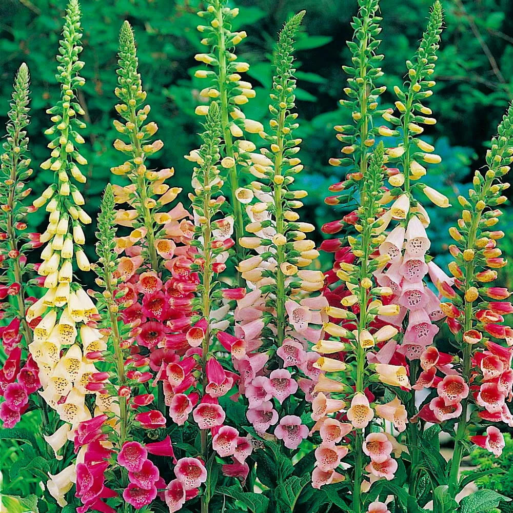 Foxglove Seeds - Excelsior Mix, Non-GMO Digitalis purpurea Flower Seeds, Perennial Garden Seeds for Borders & Wildflower Gardens