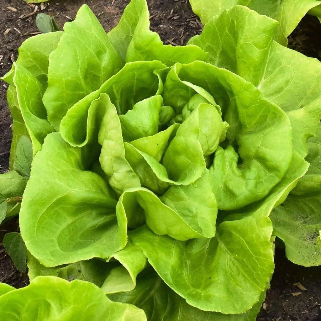 Buttercrunch Butterhead Lettuce Seeds - NON-GMO Heirloom Organic Lactuca sativa
