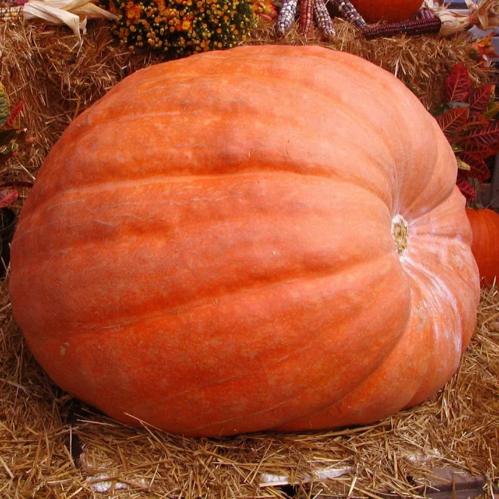 Atlantic Giant Pumpkin Seeds 5 Ct - Dill's World Record - Non-GMO Cucurbita maxima USA