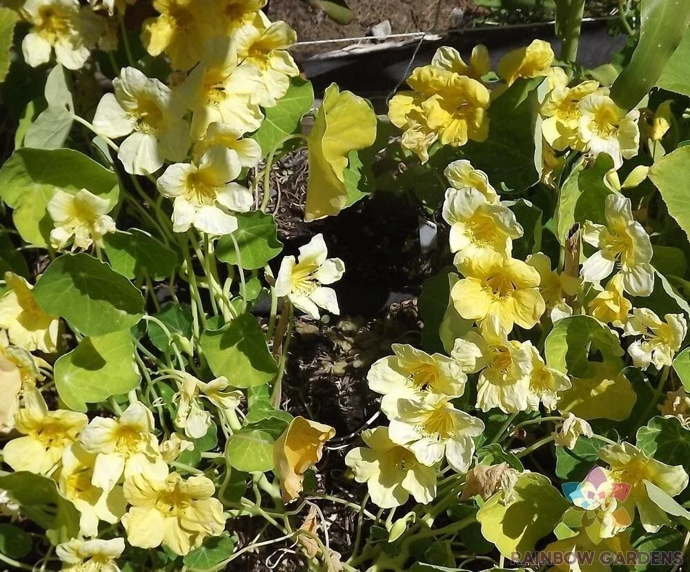 Moonlight Nasturtium Seeds - 50+ Pack, Creamy-Yellow Flowers, Tropaeolum majus, Edible, Garden Planting, Annual, USA