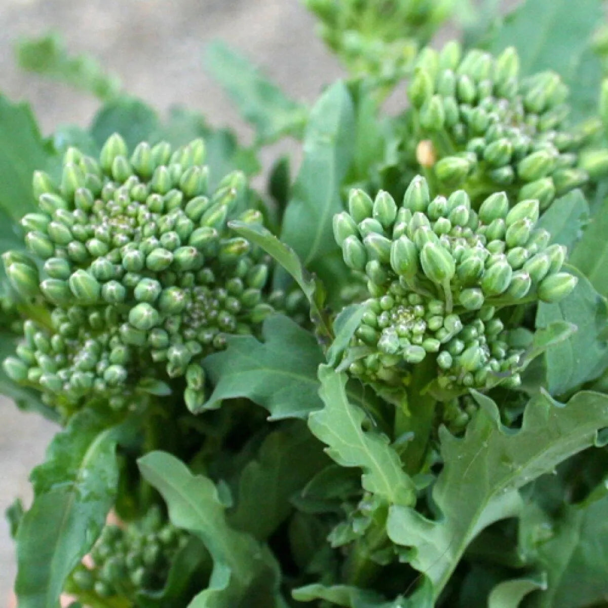 Broccoli Raab Seeds 300+ Non-GMO Heirloom Spring Rapini Vegetable Brassica rapa