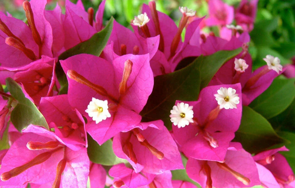 Bougainvillea Pixie Pink Plug Plant - Well Rooted Bare Root Starter - Compact, Vibrant Pink Blooms