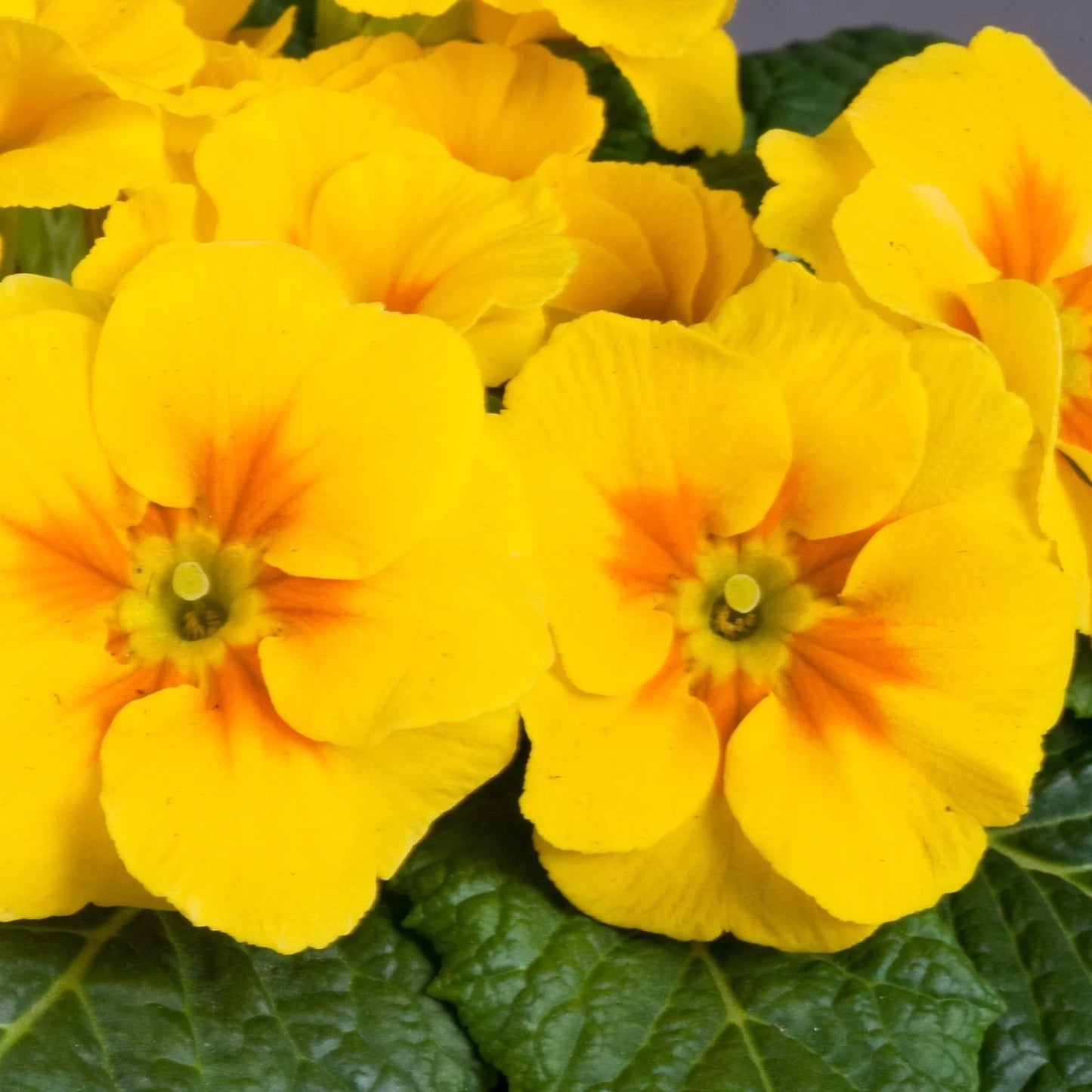 Primula Danova Seeds 500 Pack - Golden Yellow Flowering Plant - Primula vulgaris - Easy to Grow, Bright Blooms