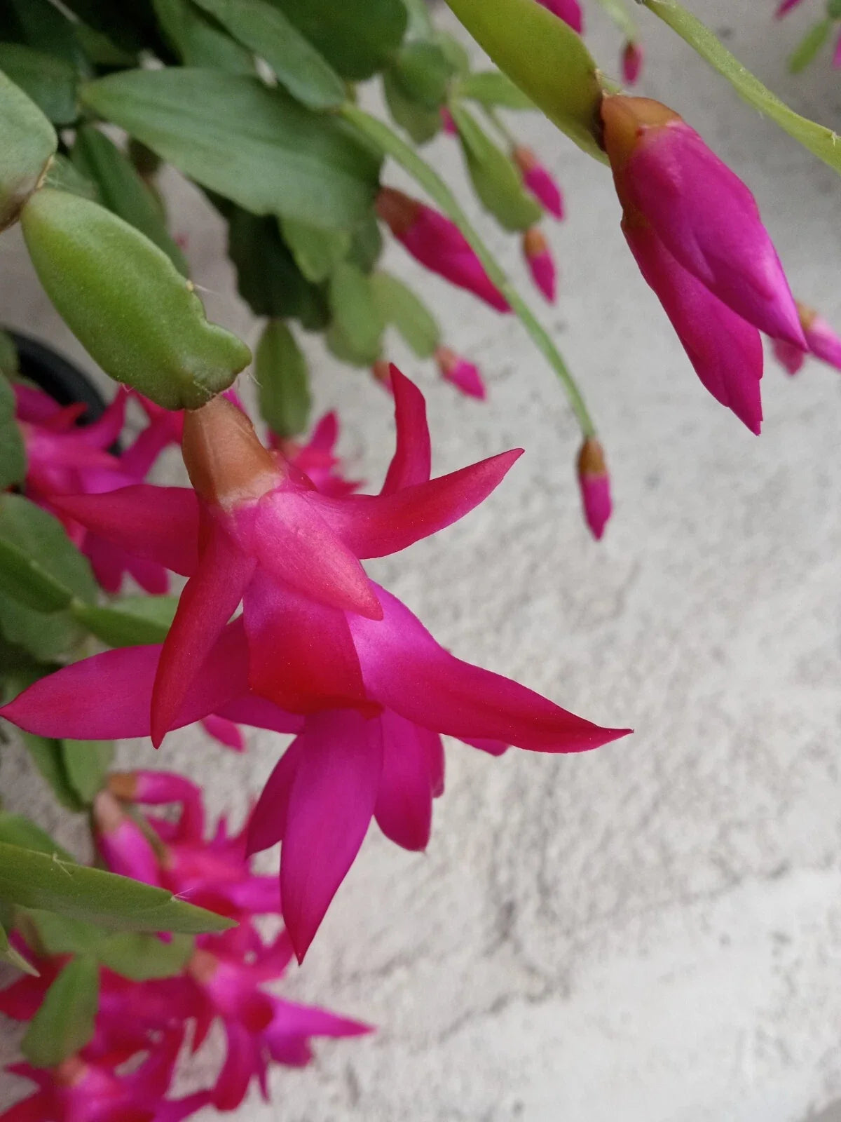 Rooted Christmas Cactus Plant - Pink Schlumbergera Zygocactus - 5 Pack - Indoor Garden, Holiday Blooms, Easy Care