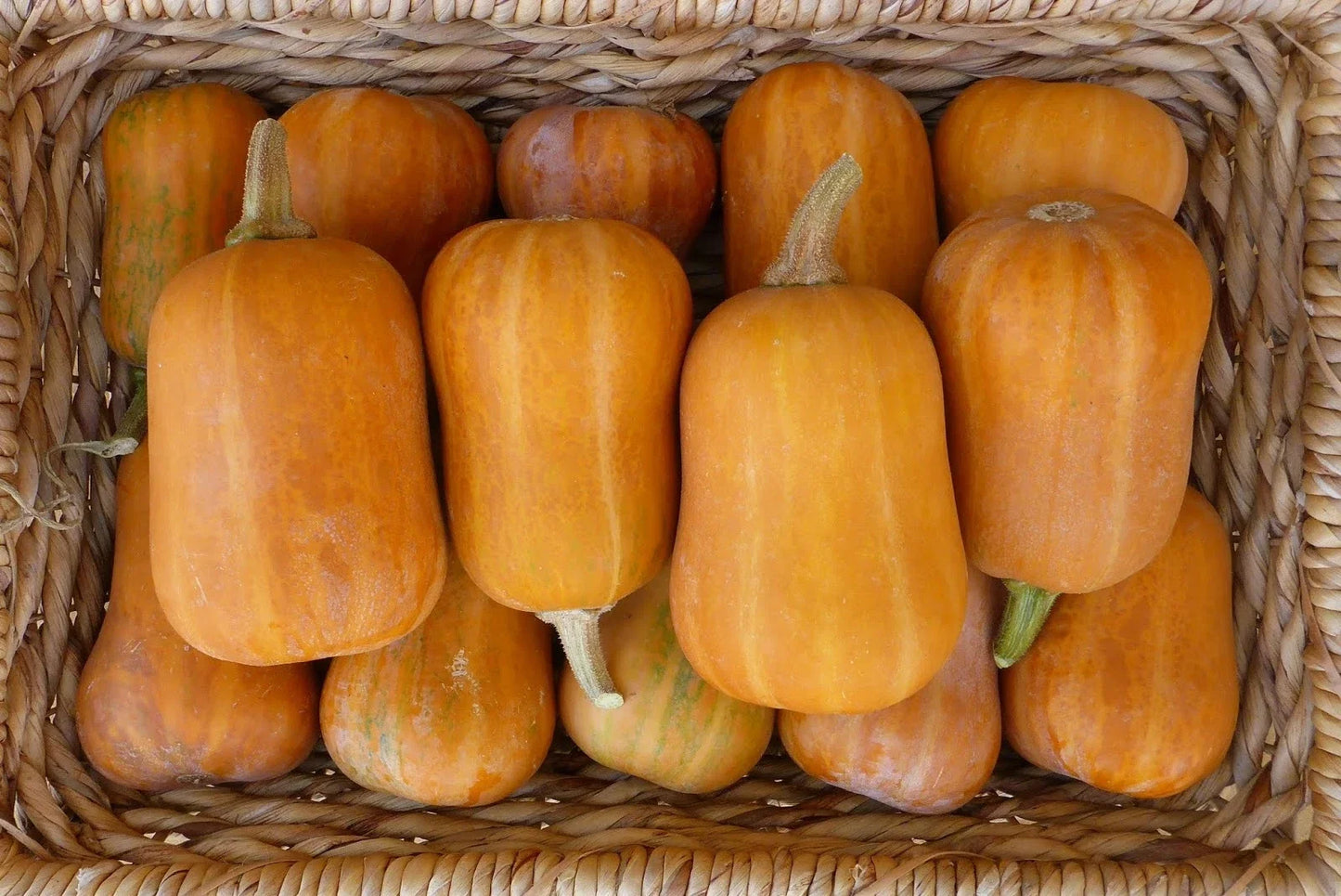Honeynut Winter Squash Seeds – Organic Cucurbita moschata for Planting – Heirloom, Non-GMO, Sweet, Vining, Full Sun Packet