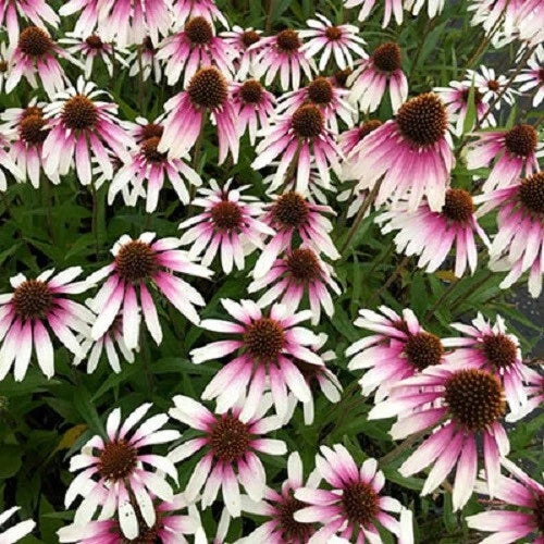 50 Coneflower Seeds - Echinacea Purpurea - Pretty Parasols Perennial Flowers - USA Grown