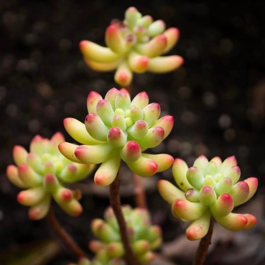 Rare Succulent Plant 2-Inch Sedum pachyphyllum Live Plant for Home Decor & Gift