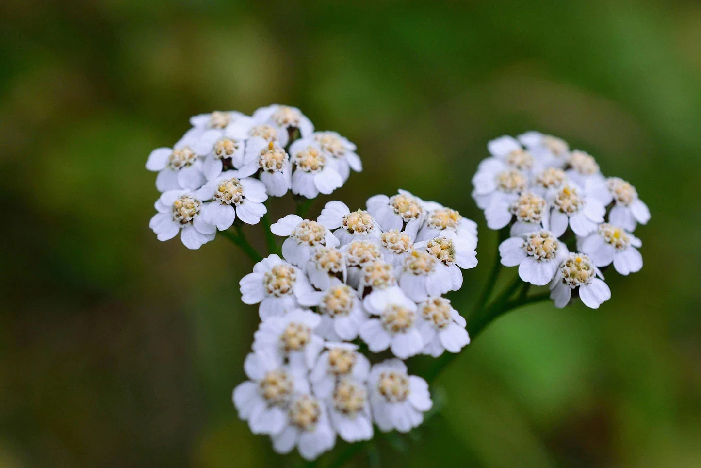 Caraway Seeds for Growing - Non-GMO Culinary Herb Seeds | Carum carvi
