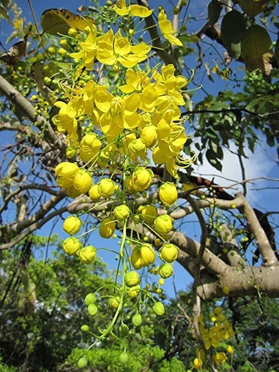 Golden Shower Tree Seeds 30 Pack - Weeping Yellow Bloom Cassia fistula Tropical Flowering Tree