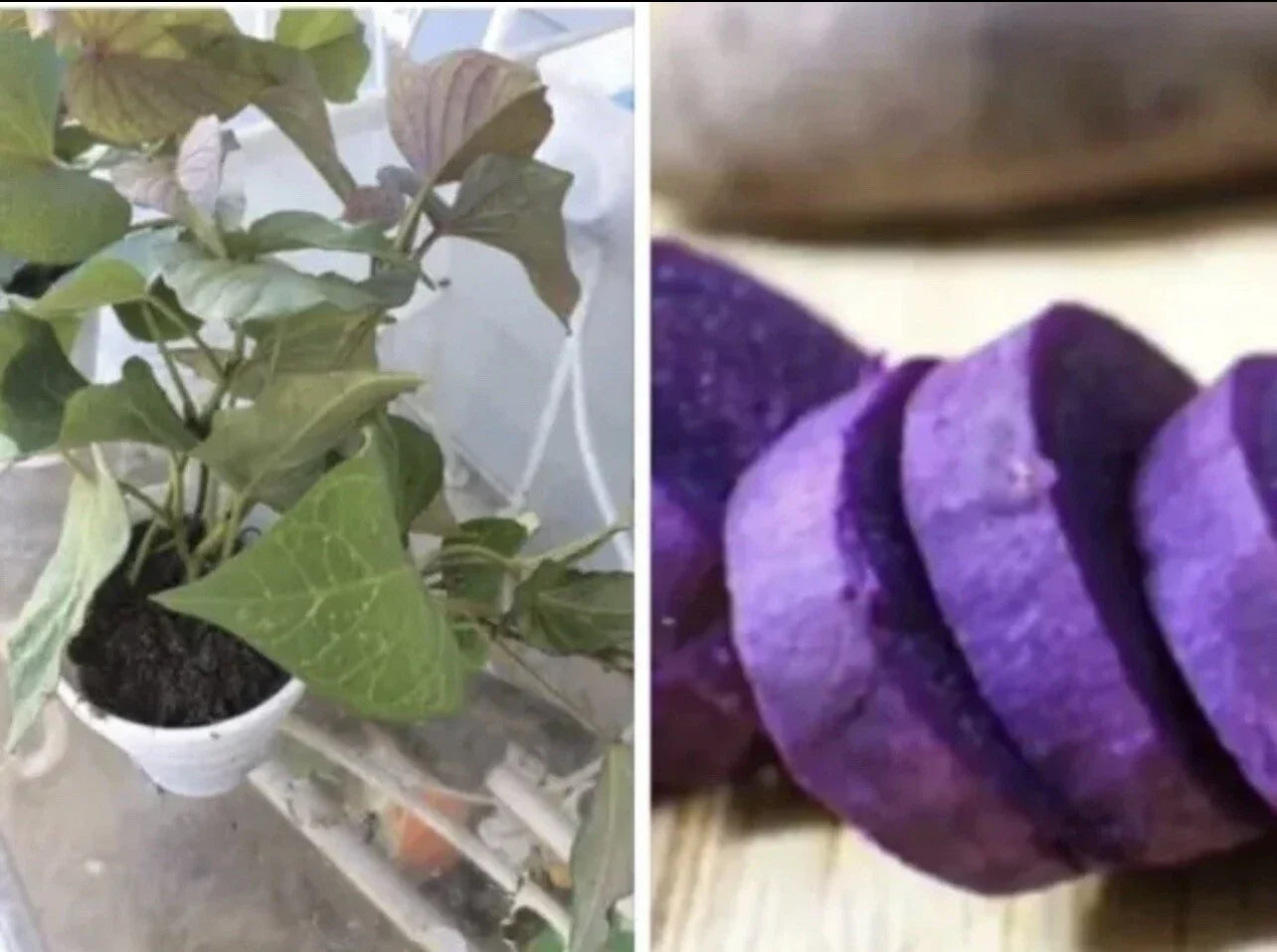 Rooted Purple Sweet Potato Plants in Pots - 3 Ipomoea batatas Live Plants for Garden or Container