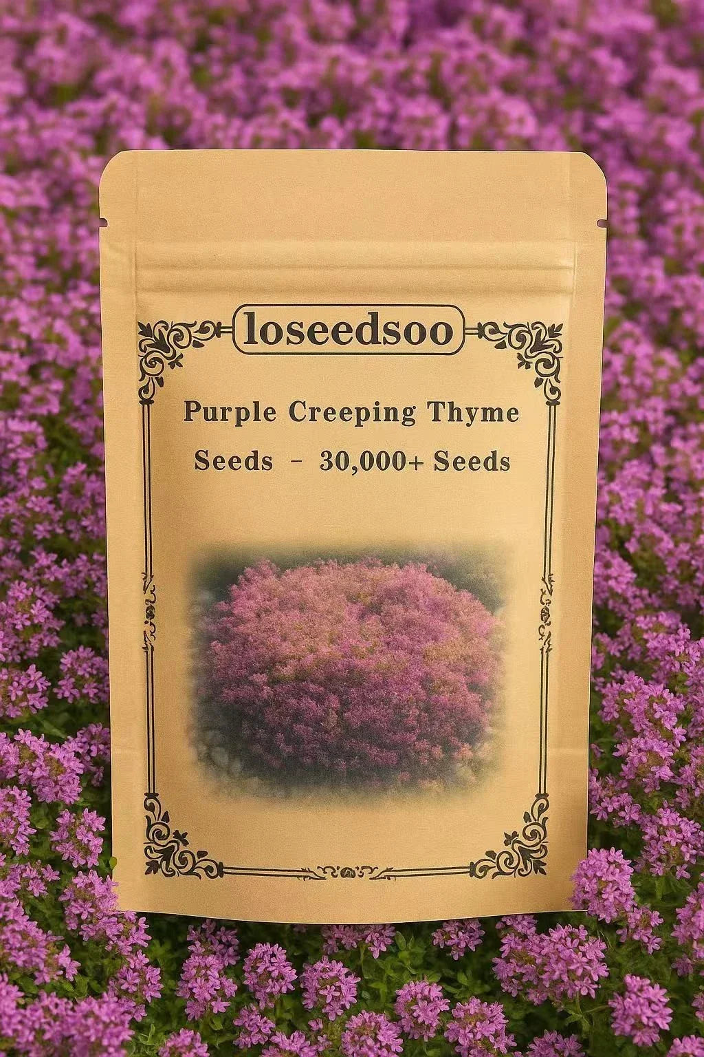 Creeping Thyme Seeds - 30,000+ Non-GMO Heirloom Purple Ground Cover Perennial Thymus serpyllum