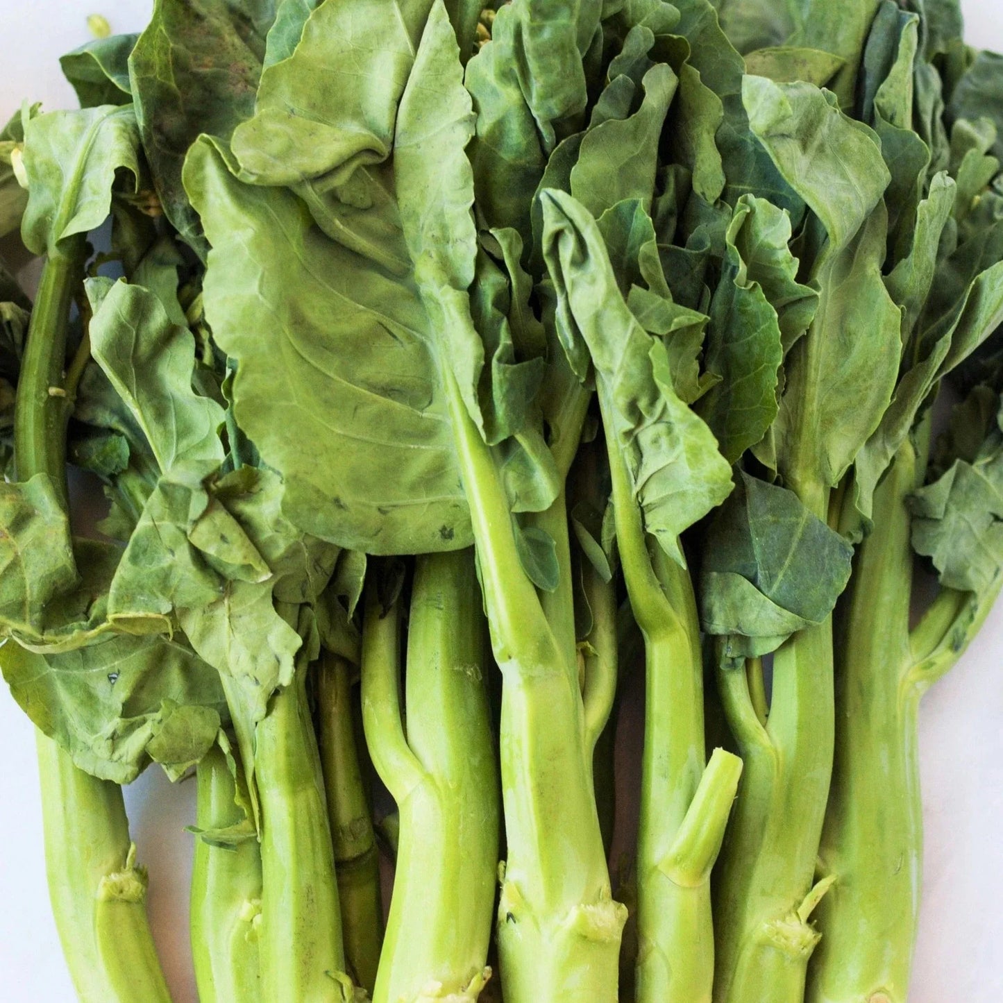 Chinese Broccoli Seeds - 500+ Pack, Jie Lan Gai Lan Rapini, Brassica oleracea var. alboglabra, Heirloom, Non-GMO, Easy to Grow