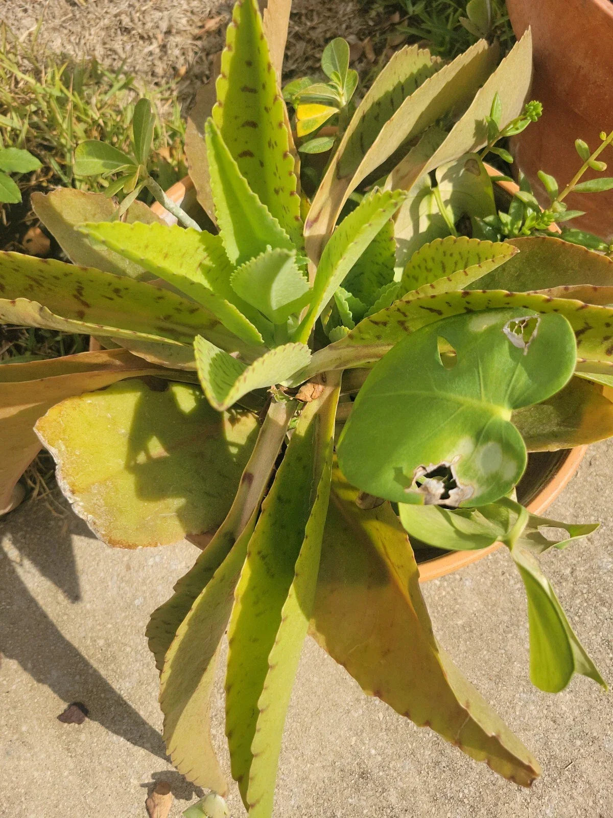 Kalanchoe gastonis-bonnieri Plant | Donkey Ears Rare Succulent | Indoor/Outdoor Houseplant