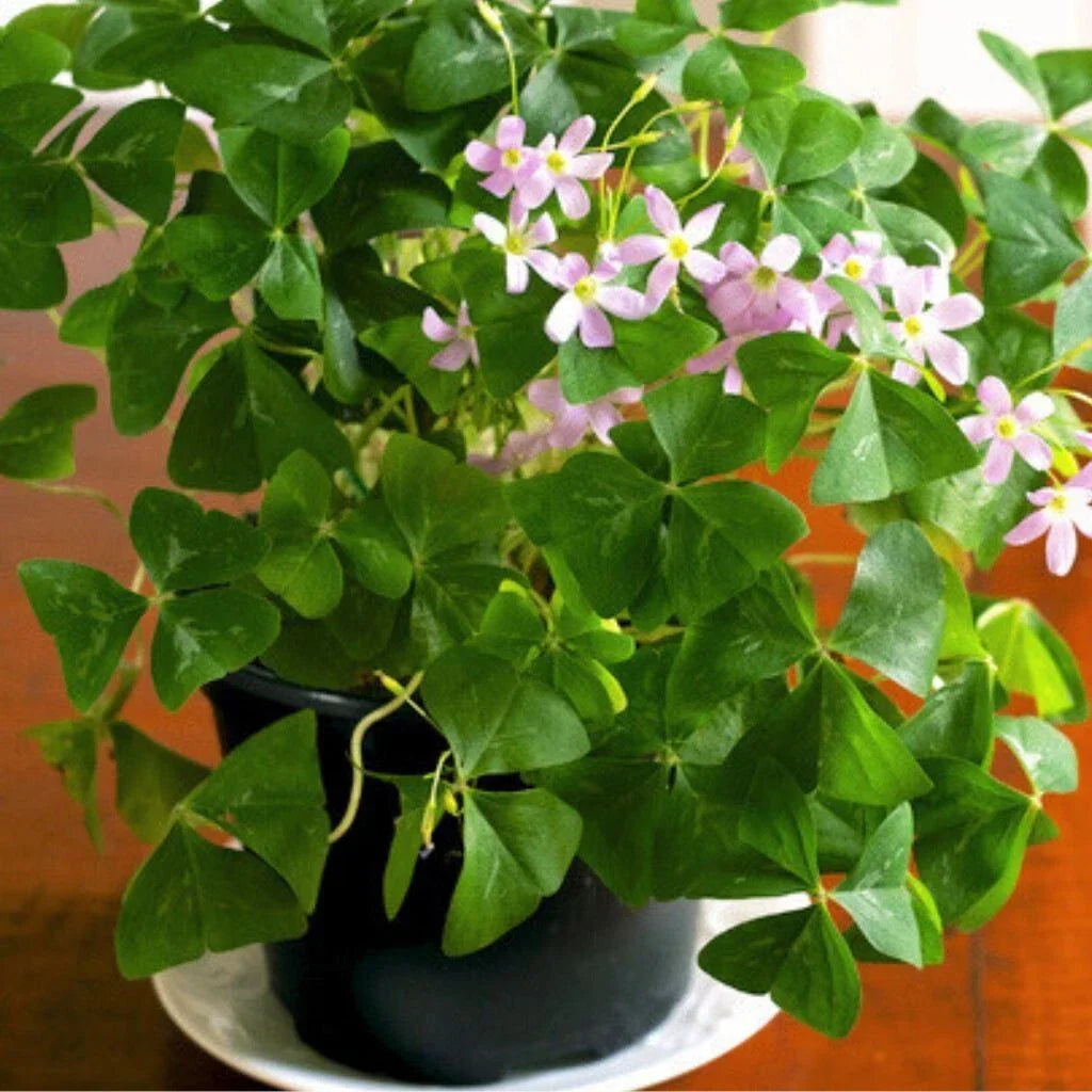 Green Shamrock Plant 4" Pot - Easy Care Oxalis Flowering Houseplant