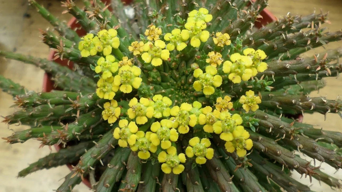Euphorbia 'Caput-Medusae' Cutting - 6-7 Inches Succulent Plant with Multiple Side Branches, Unique Sculptural Shape
