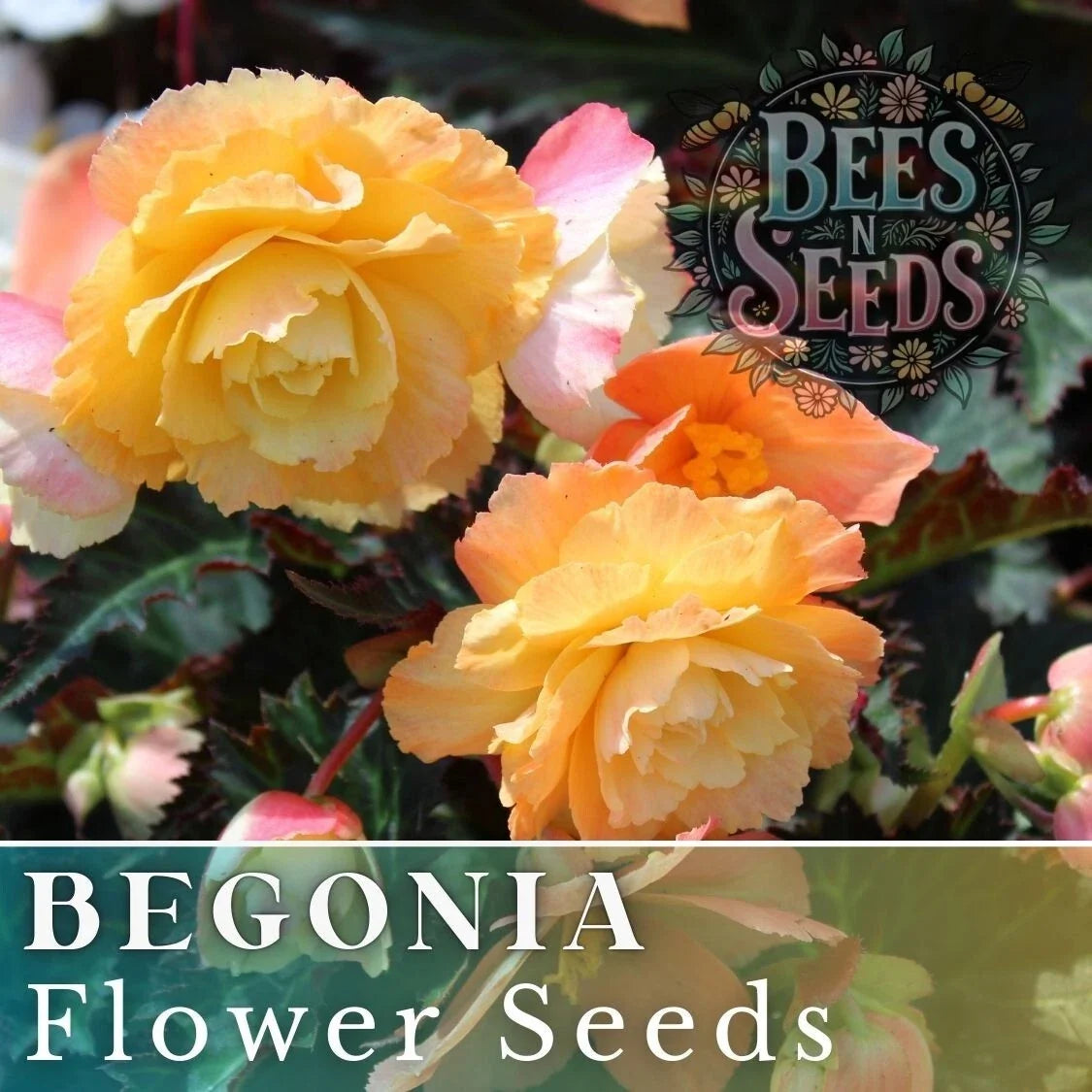 Begonia Seeds - Sunny Zing Variety - Non-GMO Flower Seeds for Gardens & Containers - Begonia x tuberhybrida, 45 or 125 Seeds