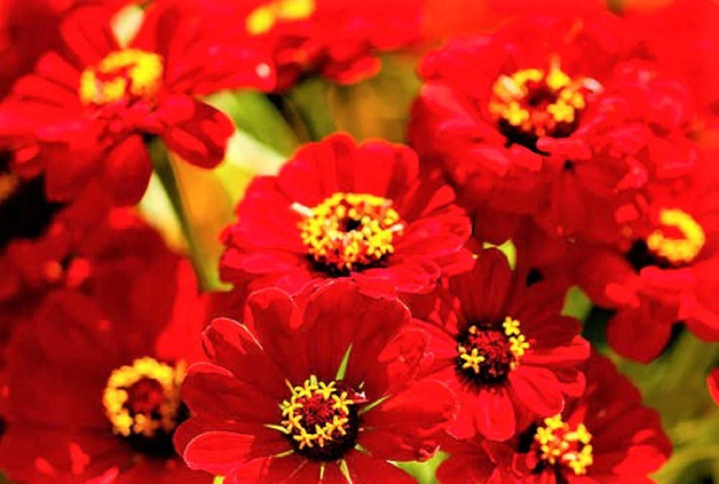 Zinnia Seeds Scarlet Flame - Non-GMO 100+ Seeds - Bright Red Flowers