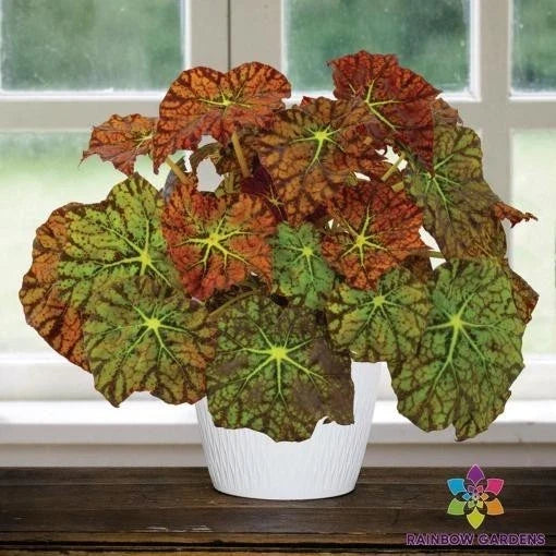 Amelia's Kaleidoscope Begonia Seeds – Colorful Variegated Leaves – Tuberhybrida – Garden, Container, Hanging Basket Plant Seeds
