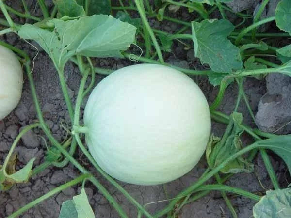 Honeydew Melon Seeds - Heirloom Cucumis melo var. inodorus - Organic Non-GMO Gardening Seeds for Home & Container Growing