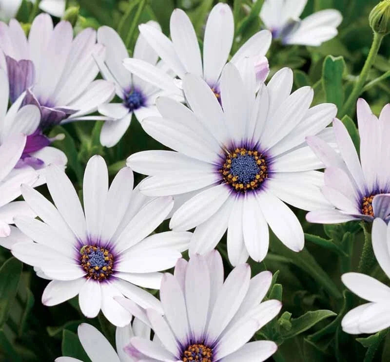 White Cape Daisy Seeds - 200+ Osteospermum ecklonis for Garden Beds, Borders & Containers - White Flowers