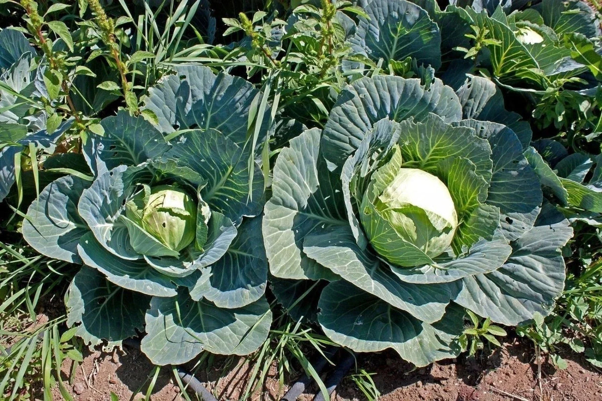 600+ Brunswick Cabbage Seeds - Heirloom Non-GMO Brassica oleracea for Home Garden, Salad, and Fermentation
