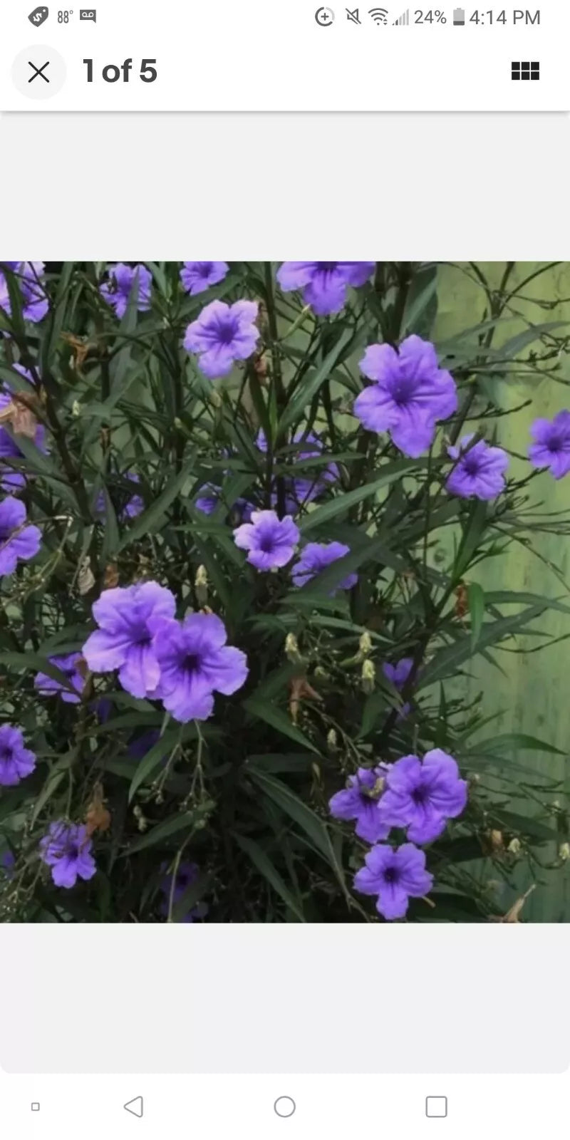 Mexican Petunia Live Plant - Ruellia brittoniana in 8 oz Pot, Well-Rooted Perennial