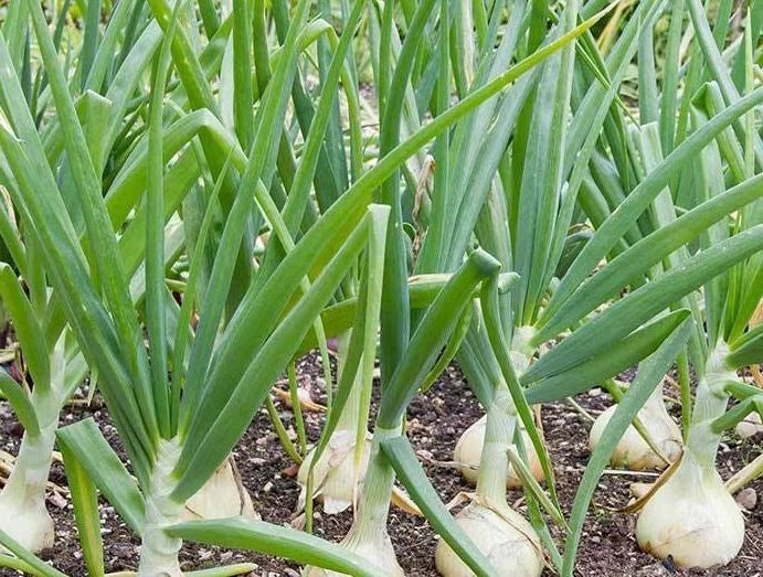 Vidalia Sweet Onion Seeds - 250 Non-GMO Heirloom Allium cepa Seeds