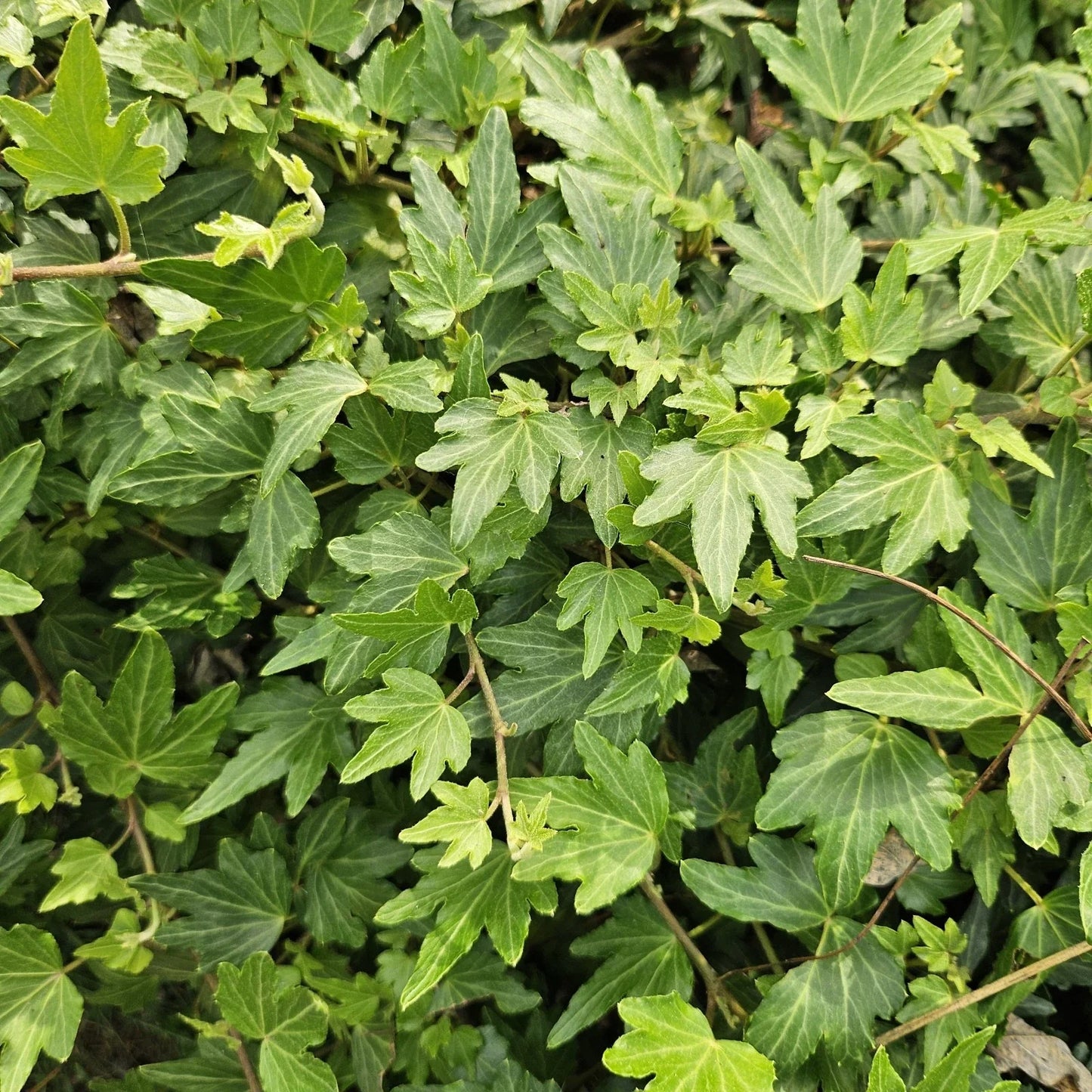 Live English Ivy Plant Bare Roots Groundcover Hedera Helix for Landscaping & Erosion Control