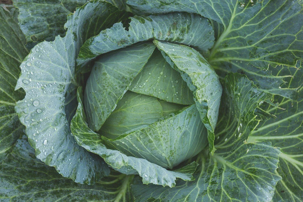 Late Flat Dutch Cabbage Seeds Heirloom NON-GMO Brassica oleracea var. capitata