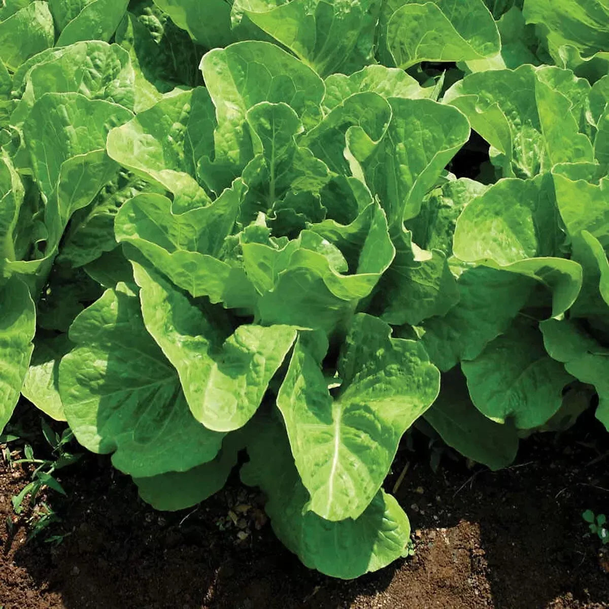 Jericho Romaine Lettuce Seeds NON-GMO Heat Tolerant Lactuca sativa