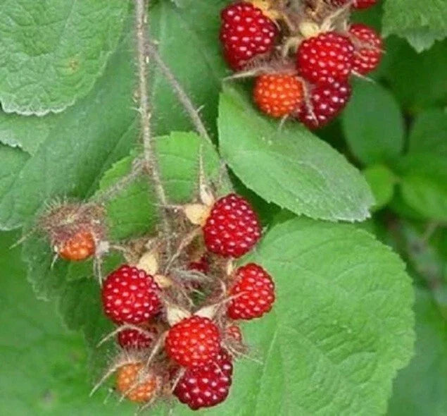 Wild Japanese Wineberry Bush Live Plant - 2-Year-Old Rubus phoeniculatus Berry Plant for Garden or Container