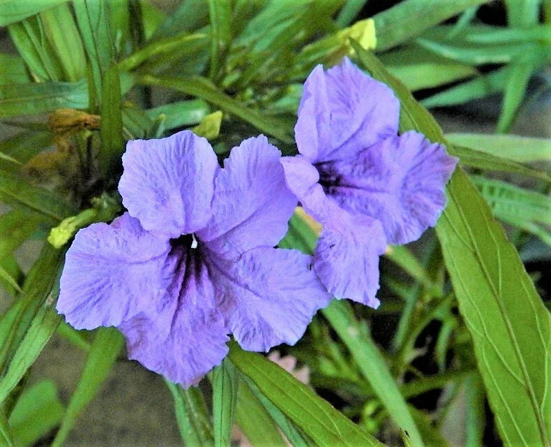 Dwarf Ruellia Plants Set of 5 – Purple Blooming, Compact, Low Maintenance, Ruellia brittoniana for Indoor & Outdoor Gardens