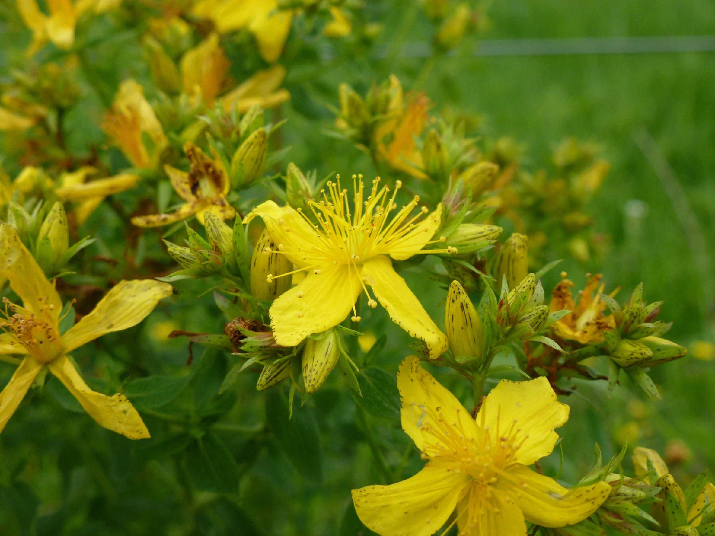 700 Seeds Saint John's Wort Hypericum perforatum - USA Grown Herbal Seeds
