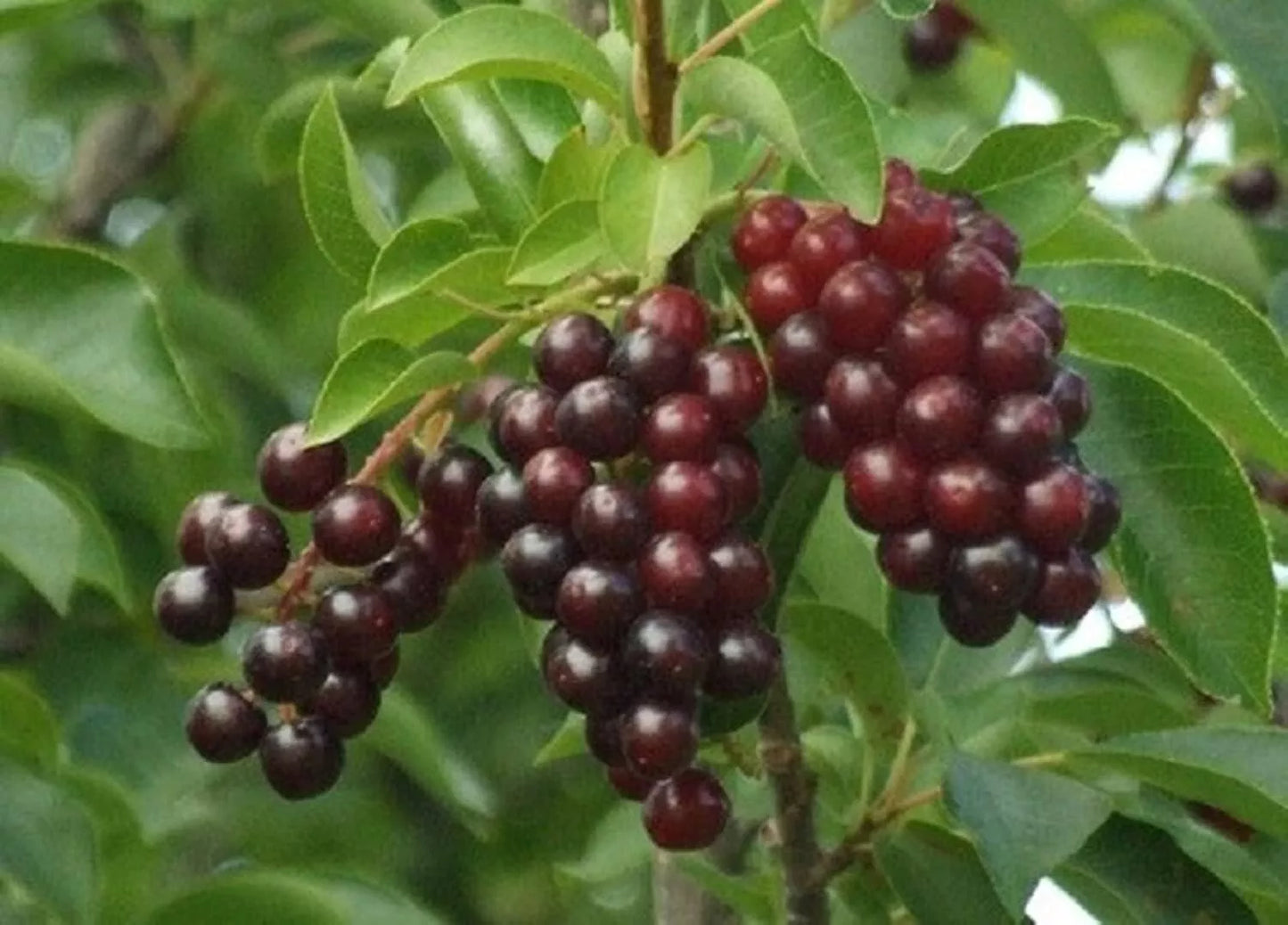 Chokecherry Bush Seedlings for Planting - Prunus virginiana - Edible Berries, Native Fruit Plant, Hardy, Fast-Growing Shrub